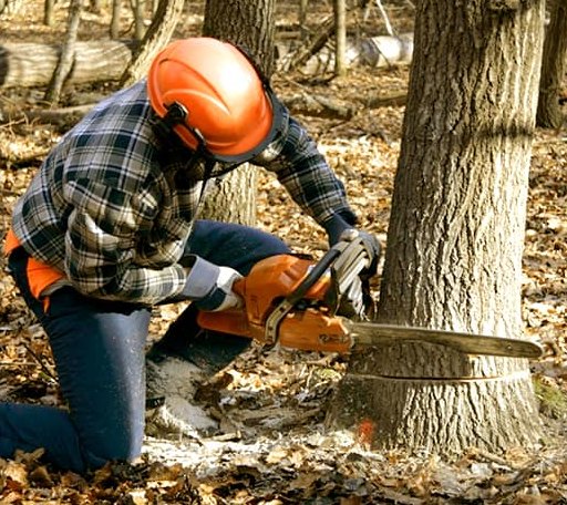 Tree Removal in Whiteside, TN